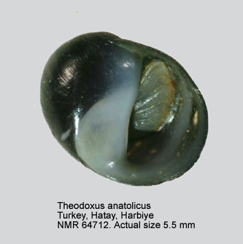 Theodoxus anatolicus.jpg - Theodoxus anatolicus(Recluz,1841)